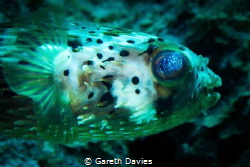 Balloonfish by Gareth Davies 
